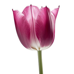 tulip isolated on transparent background cutout