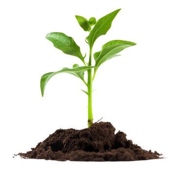 young plant in soil isolated on transparent background cutout