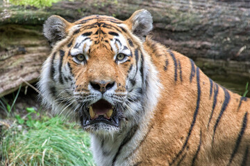 Fototapeta na wymiar Siberian tiger ready to attack looking at you