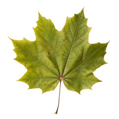leaf isolated on transparent background cutout
