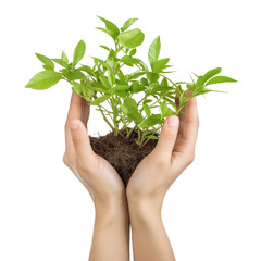 plant in hand isolated on transparent background cutout