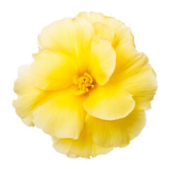 Fototapeta na wymiar yellow flower isolated on transparent background cutout