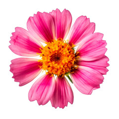 Obraz premium pink gerber daisy isolated on transparent background cutout