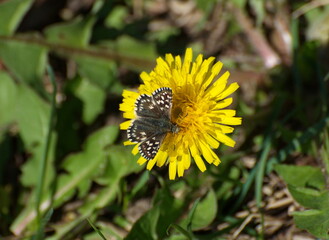 Grizzled Skipper Butterfly (Pyrgus malvae) on a dandelion flower on a May morning. Moscow region