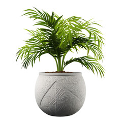 Fototapeta premium tree in a pot isolated on transparent background cutout