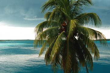 Background of the palm tree and turquoise water