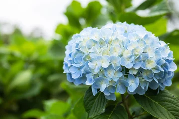 Zelfklevend Fotobehang Beautiful blue hydrangea flowers in the field © Virgiliu