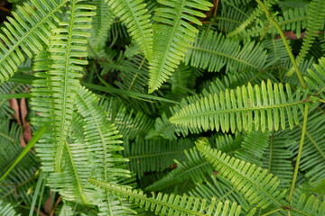 selective focus to green fern leaves. soft focus