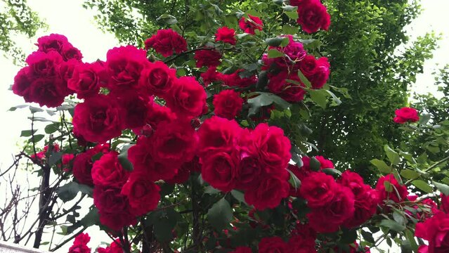Rose flower is blossoming on May