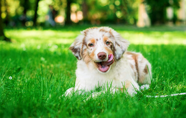  A dog of the Australian Shepherd Aussie breed lies on the background of a green park. The puppy is three-colored and four months old. The dog licks its face with its tongue. The photo is blurred