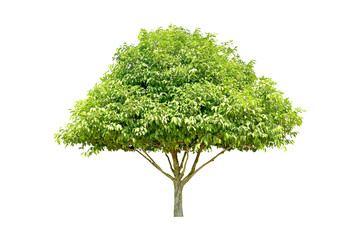 Fototapeta na wymiar Tree green leaves (bonsai) for garden decoration. (png) 