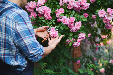 Selective focus on hands of a male gardener, landscaper, horticulturist, floriculturist cutting...