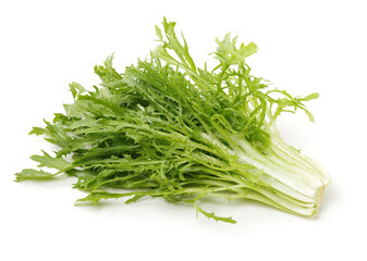 Escarole Endive on a white background 