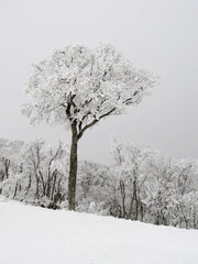 毛無山の雪景色