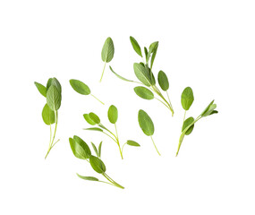 Sage leaves isolated on  transparent png
