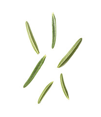 Rosemary isolated on  transparent png