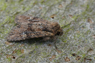 Closeup on a bordered apamea or Rustic Shoulder-knot owlet moth, Apamea sordens sitting on wood