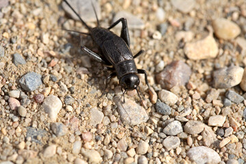 Close up of a cricket on a Saskatchewan country road