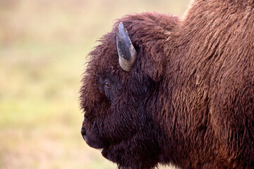 Close up buffalo bison Canada