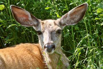 Close up of Mule Deer doe