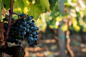 Close-up of fresh grapes growing in vineyard on sunny day during harvest