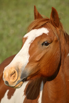 Close up of a horse in scenic Saskatchewan