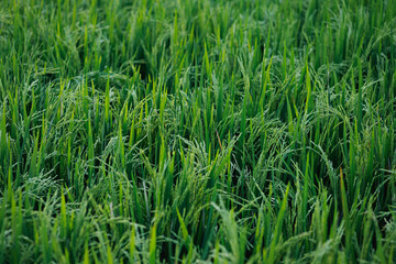 Young green rice plants in the field