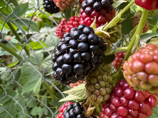 Ripe, ripening, and unripe Allegheny blackberries (Rubus allegheniensis). Macro view in farm garden