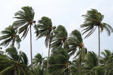 Fototapeta na wymiar Strong winds impact on the coconut palm trees signaling a tornado, typhoon or hurricane.