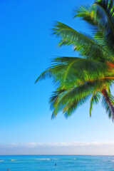 Fototapeta na wymiar Ocean, blue sky and landscape with beach and palm tree, travel and summer vacation outdoor in Hawaii. Environment, horizon and seaside location with tropical island destination and mockup space