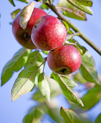 Apple food, nature and fruit product plant outdoor on countryside with farming produce. Fruits, red apples and green leaf on a tree outside on a farm for agriculture and sustainable production