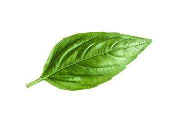 basil leaf isolated on  transparent png