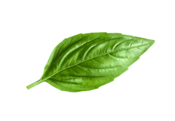 basil leaf isolated on  transparent png