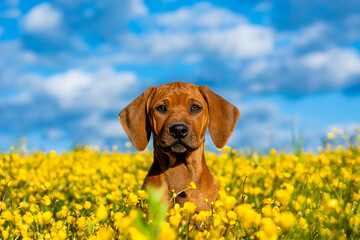 Rhodesian Ridgeback puppy in yellow flowers field. Blue sky.