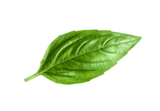 basil leaf isolated on  transparent png