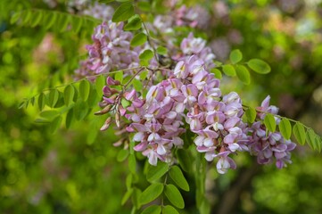 Flower pink acacia, flowers on a tree. Acacia flowers branch with a green background