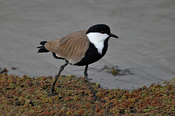 Spur-winged lapwing // Spornkiebitz (Vanellus spinosus) - Axios-Delta, Greece