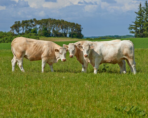 Cow herd, field and farm in summer for agriculture, eating and walking for health, meat industry and outdoor. Cattle group, grass and together for farming, nature and sunshine in green countryside