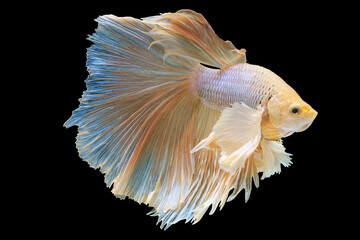 Yellow betta fish showcases a vibrant and cheerful color that instantly brightens up aquatic environment, Siamese bitten fish, Multi color fish.