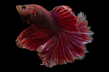 Red hue the betta fish stands out among its aquatic counterparts showcasing a natural beauty.