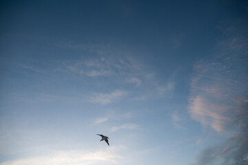 seagull in the sky