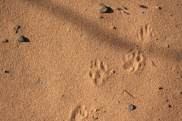 Animal footprint in the sand