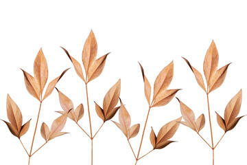 Abstract installation from dried leaves isolated on a white background.
