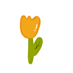 Orange tulip
