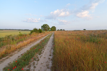 Fototapeta na wymiar Country path in the Vexin Regional Nature park