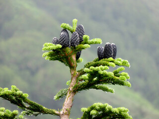 栂池自然公園　青い松ぼっくり