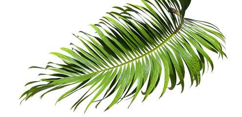 Tropic palm leafs movement cutout backgrounds 3d render png