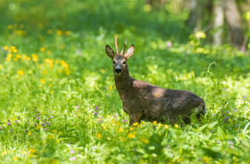 Roe Deer(Capreolus capreolus) male in spring