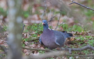 Common Wood Pigeon (Columba palumbus) in ground