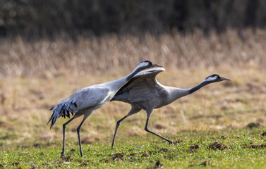 Fototapeta premium Take off cranes in springtime field